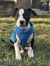 Zander - Photo 1
