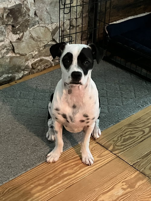 JEWEL - American Bulldog / Staffordshire Bull Terrier available for adoption