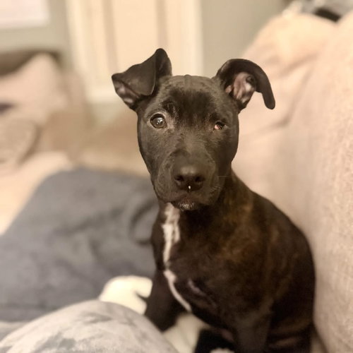 ZAVIER - Unknown available for adoption