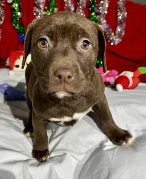 Zola