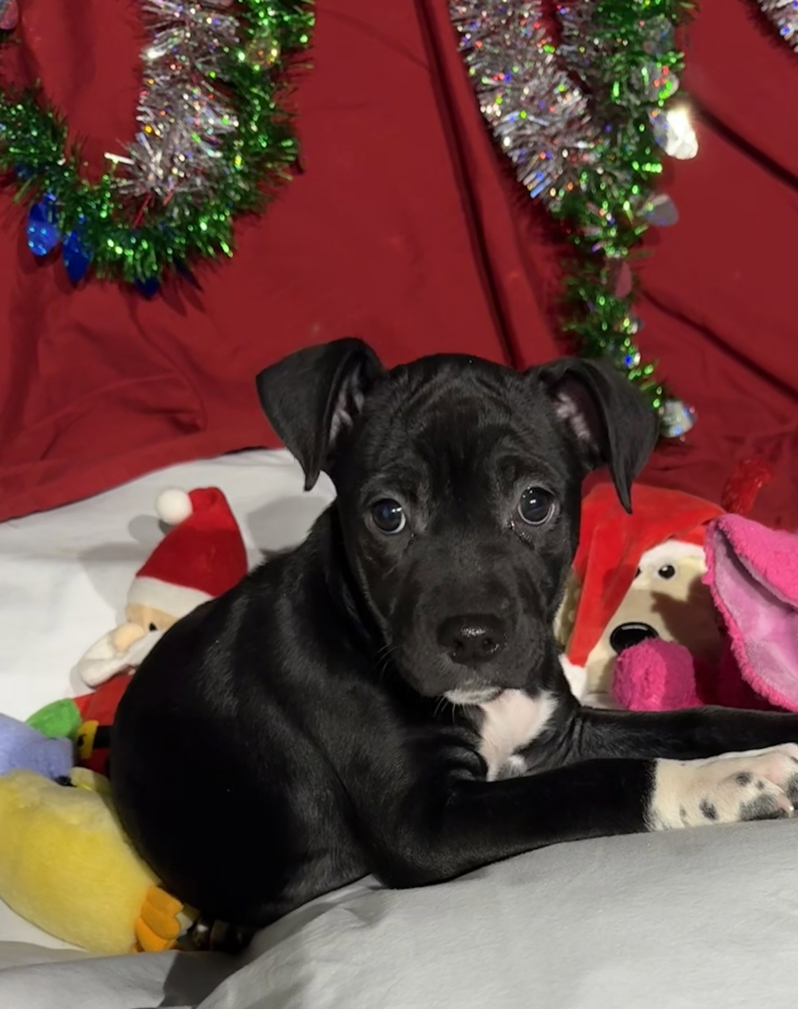 Zoey Image