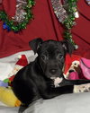Zoey