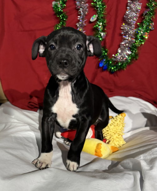 ZOEY - Unknown available for adoption