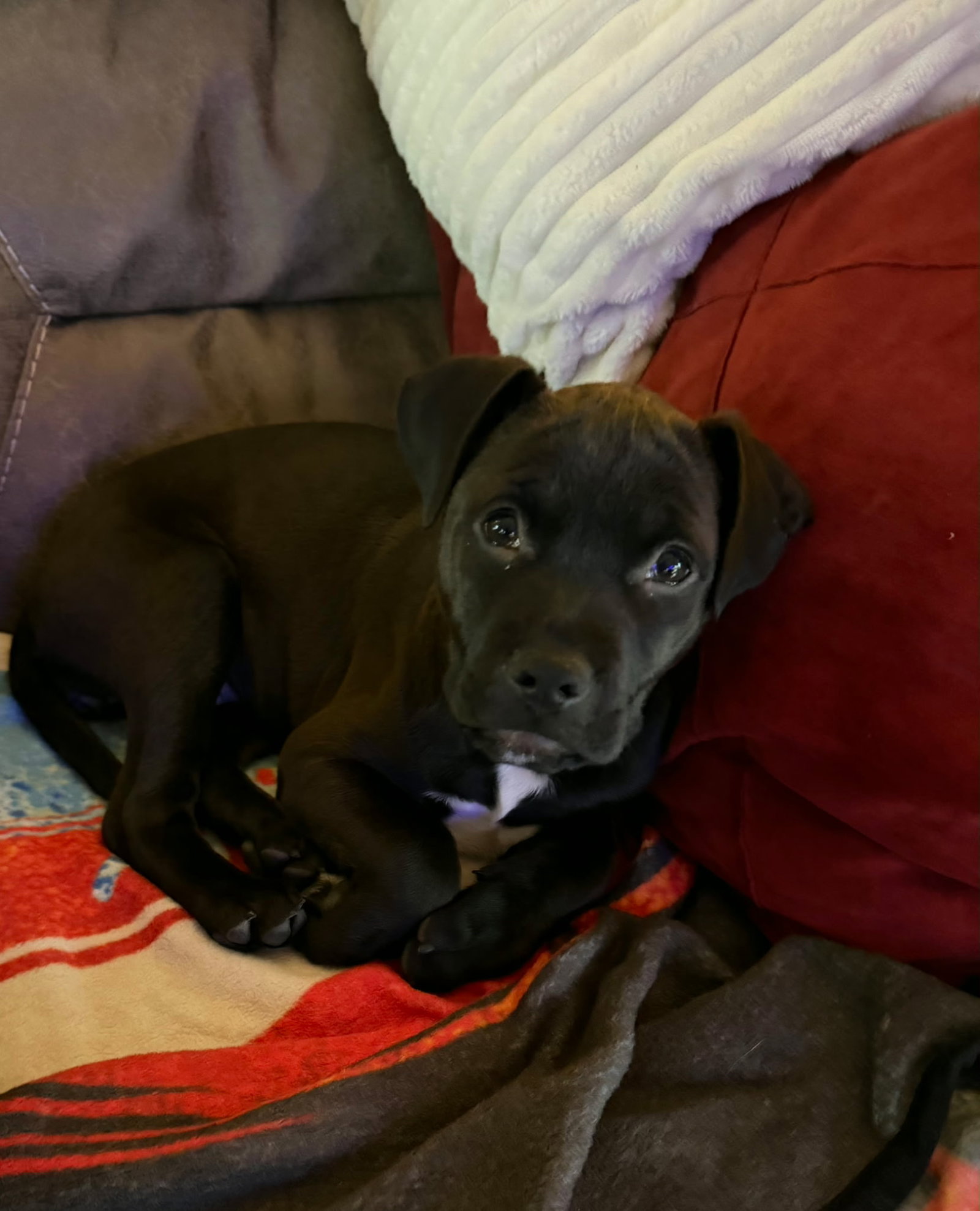 Zellie Image