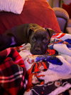 Zellie