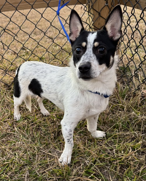 MONA - Terrier available for adoption