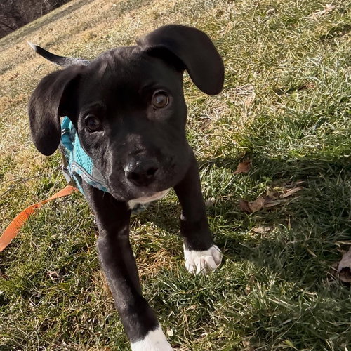 KYLO - American Bulldog / Labrador Retriever available for adoption