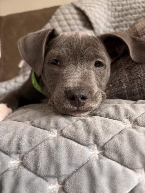 KENZO - American Bulldog / Labrador Retriever available for adoption