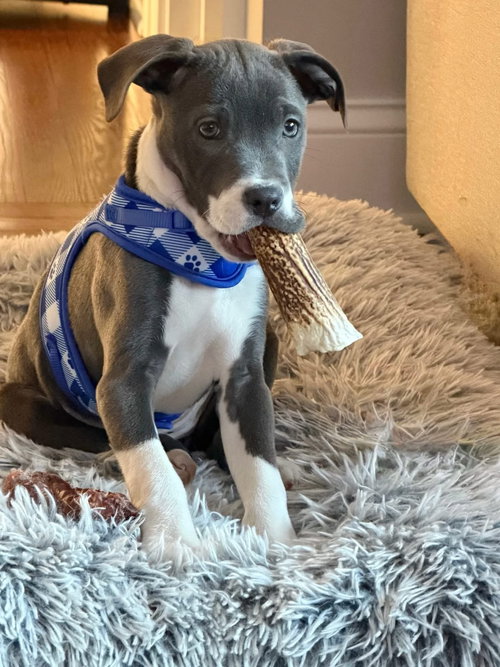 KIKO - American Bulldog / Labrador Retriever available for adoption