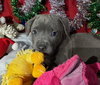 Knox