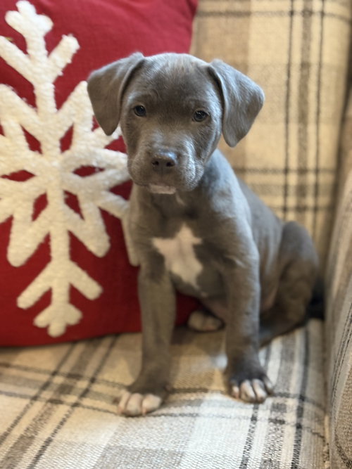 Knox