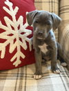 Knox