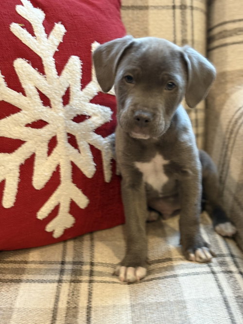 KNOX - American Bulldog / Labrador Retriever available for adoption