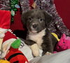 Kaia