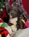 Kaia