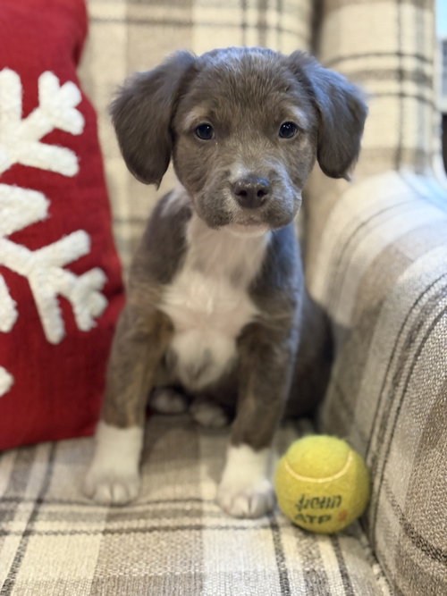 Kaia