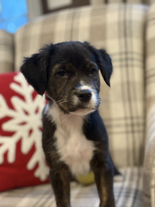 KANE - American Bulldog / Labrador Retriever available for adoption