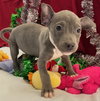 Addie