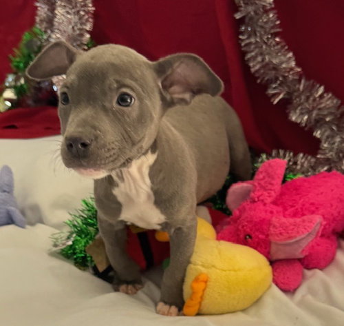 ADDIE - Bulldog available for adoption