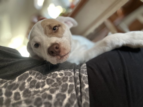 PATCHY PETE - Bulldog available for adoption