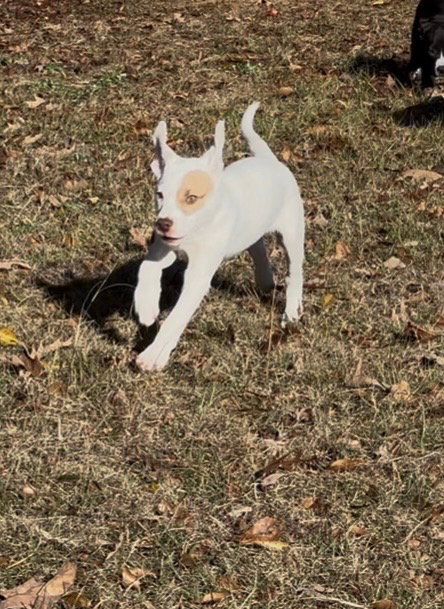 Patchy Pete