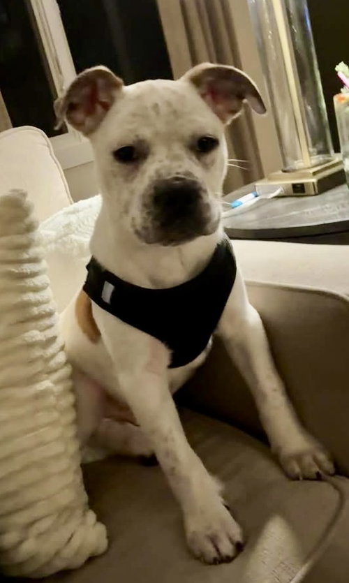SPECKLES - Bulldog available for adoption