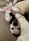Speckles
