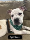 Speckles - Photo 1