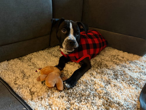 RASCAL FLATTS - Bulldog available for adoption