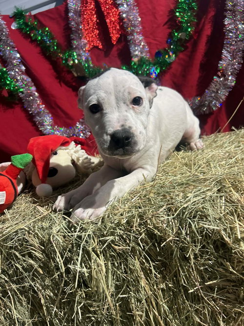 SPOT - Bulldog available for adoption