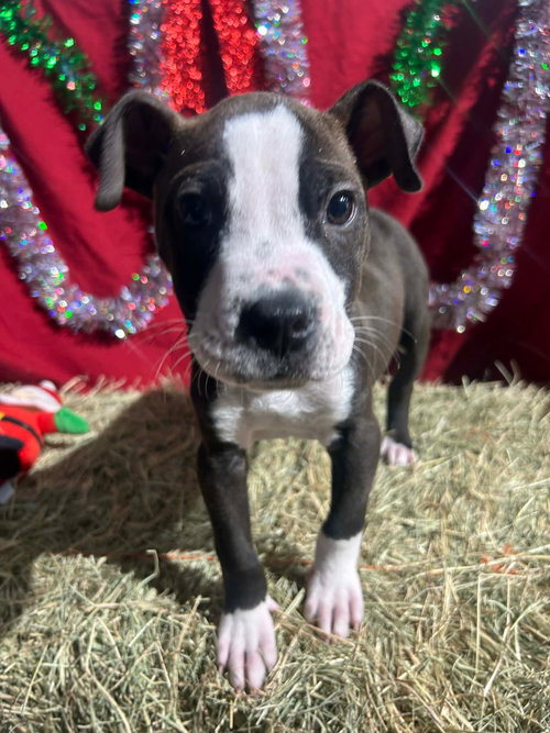 SPIDEY MAN - Bulldog available for adoption