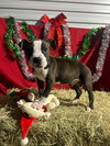 Spidey Man