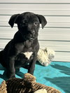 Buddy Mac