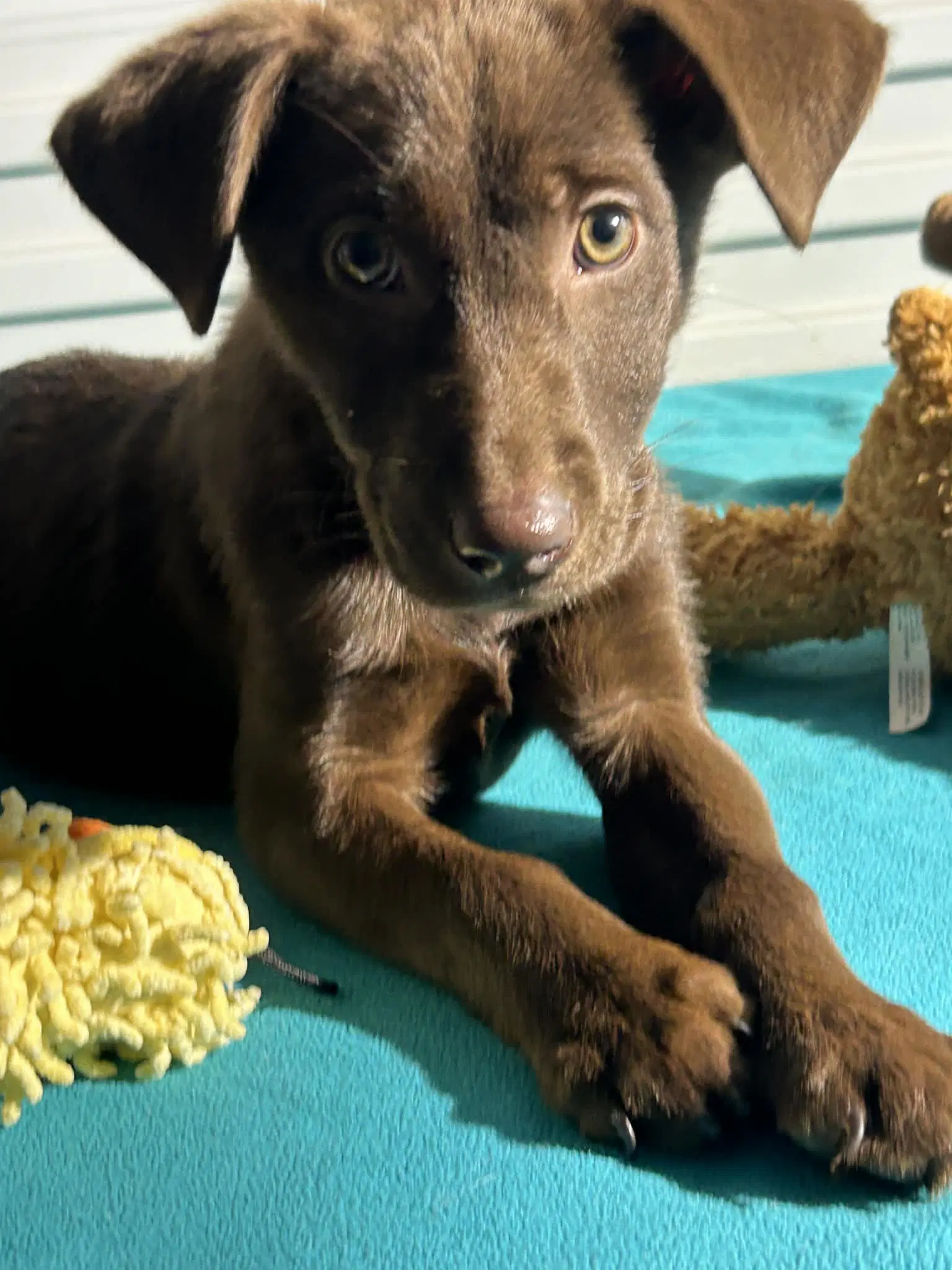 Coco image 2