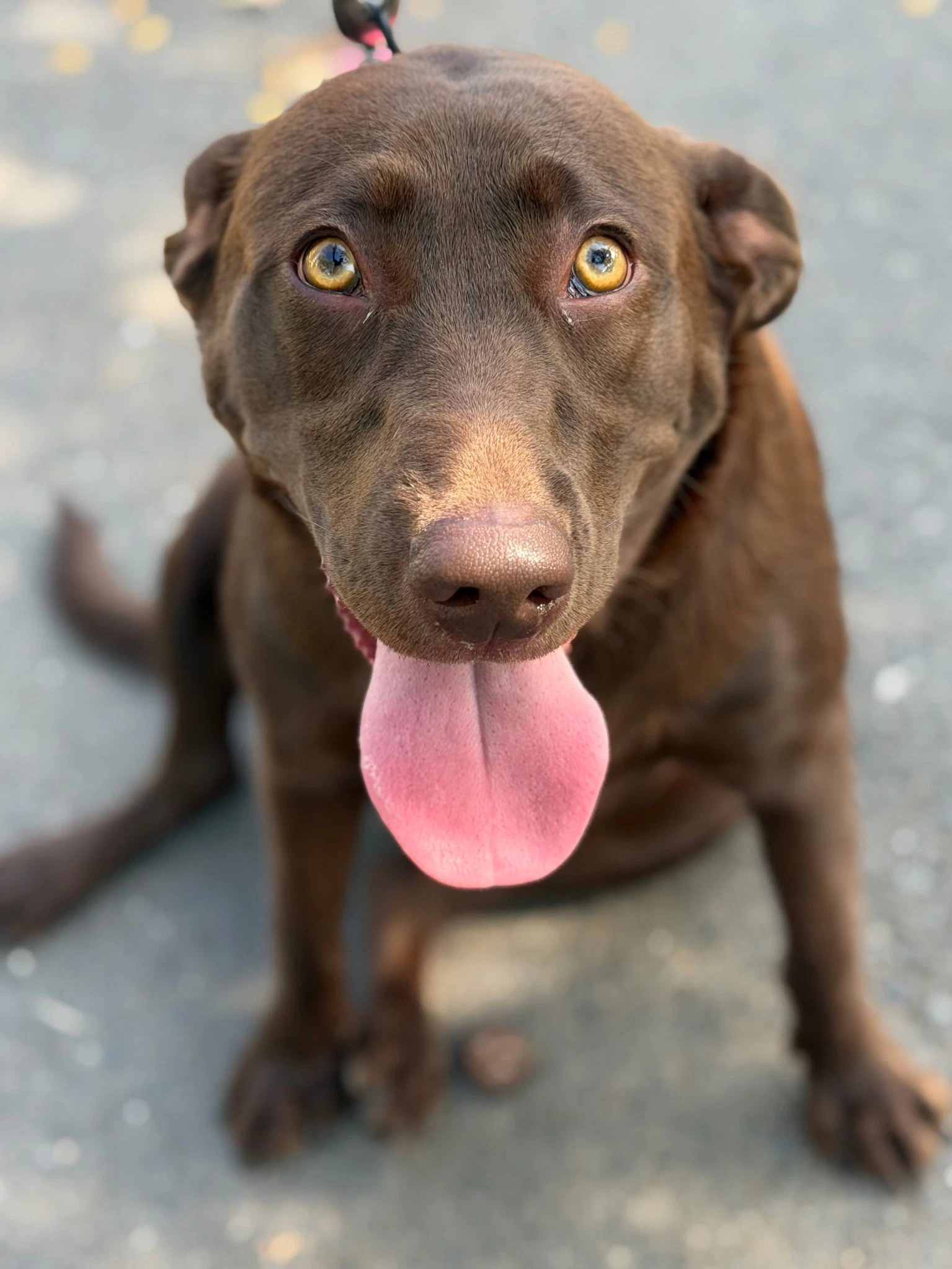 Coco