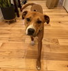 Ringo
