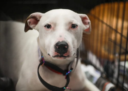 picture of the dog needing adoption