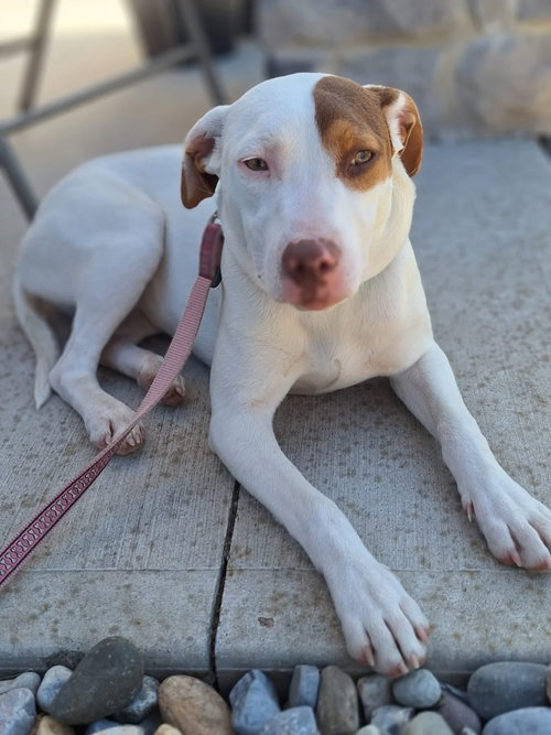 Sally, an adoptable Labrador Retriever in Tarrytown, GA