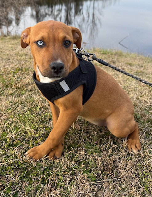 Stella