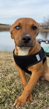 Stella