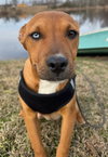 Stella