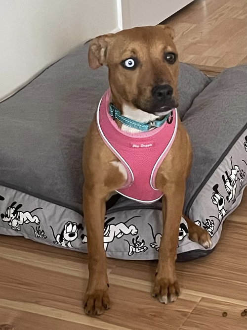 Stella