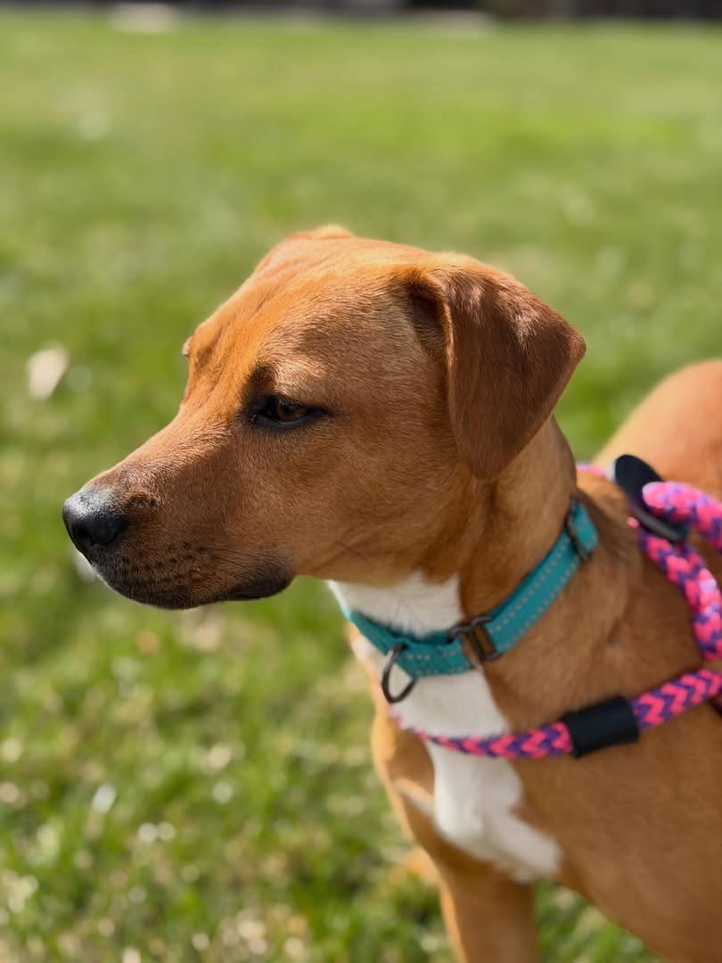 Stella