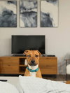 Stella