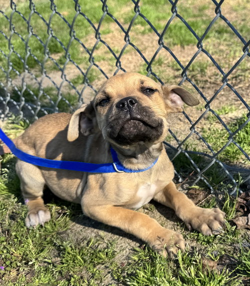 Penelope