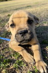 Piper