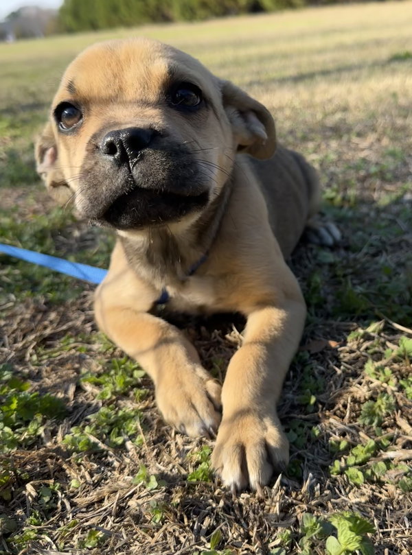 Piper