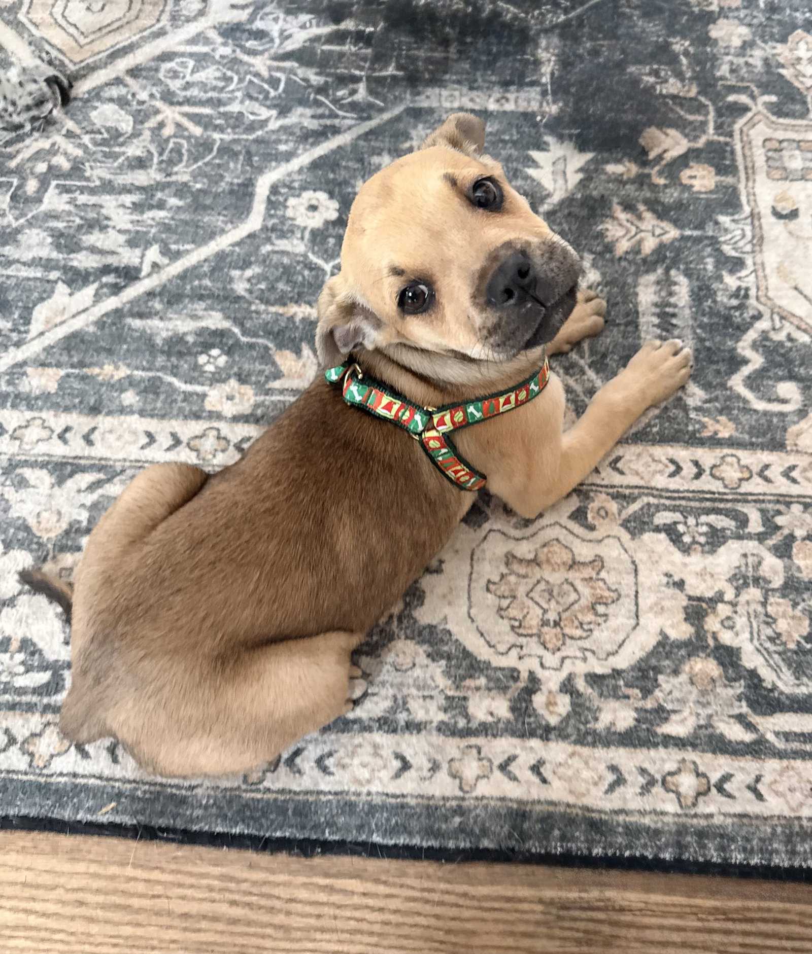 Piper