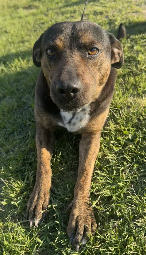 Debbie, an adoptable Hound in Tarrytown, GA