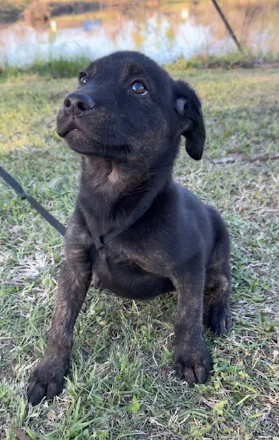Dora
